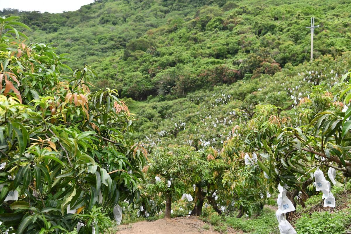 讓歌聲與汗水灌溉的「春日白農」芒果